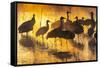 USA, New Mexico, Bernardo Wildlife Management Area. Sandhill cranes in water on foggy sunrise.-Jaynes Gallery-Framed Stretched Canvas