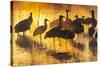 USA, New Mexico, Bernardo Wildlife Management Area. Sandhill cranes in water on foggy sunrise.-Jaynes Gallery-Stretched Canvas