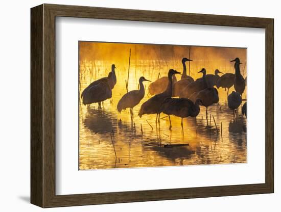 USA, New Mexico, Bernardo Wildlife Management Area. Sandhill cranes in water on foggy sunrise.-Jaynes Gallery-Framed Photographic Print