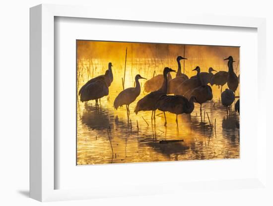 USA, New Mexico, Bernardo Wildlife Management Area. Sandhill cranes in water on foggy sunrise.-Jaynes Gallery-Framed Photographic Print