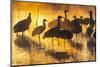 USA, New Mexico, Bernardo Wildlife Management Area. Sandhill cranes in water on foggy sunrise.-Jaynes Gallery-Mounted Photographic Print