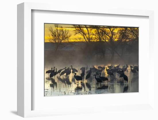 USA, New Mexico, Bernardo Wildlife Management Area. Sandhill cranes in water on foggy sunrise.-Jaynes Gallery-Framed Photographic Print