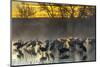 USA, New Mexico, Bernardo Wildlife Management Area. Sandhill cranes in water on foggy sunrise.-Jaynes Gallery-Mounted Photographic Print