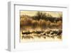 USA, New Mexico, Bernardo Wildlife Management Area. Sandhill cranes in water on foggy sunrise.-Jaynes Gallery-Framed Photographic Print