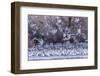 USA, New Mexico, Bernardo Wildlife Management Area. Snow geese and sandhill cranes at sunset.-Jaynes Gallery-Framed Photographic Print