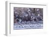 USA, New Mexico, Bernardo Wildlife Management Area. Snow geese and sandhill cranes at sunset.-Jaynes Gallery-Framed Photographic Print