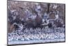 USA, New Mexico, Bernardo Wildlife Management Area. Snow geese and sandhill cranes at sunset.-Jaynes Gallery-Mounted Photographic Print