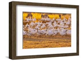 USA, New Mexico, Bernardo Wildlife Management Area. Snow geese feeding at sunset.-Jaynes Gallery-Framed Photographic Print