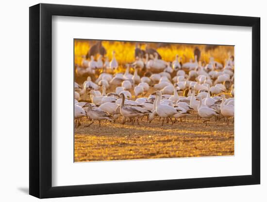 USA, New Mexico, Bernardo Wildlife Management Area. Snow geese feeding at sunset.-Jaynes Gallery-Framed Photographic Print