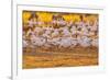 USA, New Mexico, Bernardo Wildlife Management Area. Snow geese feeding at sunset.-Jaynes Gallery-Framed Photographic Print