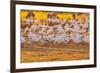 USA, New Mexico, Bernardo Wildlife Management Area. Snow geese feeding at sunset.-Jaynes Gallery-Framed Photographic Print