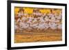 USA, New Mexico, Bernardo Wildlife Management Area. Snow geese feeding at sunset.-Jaynes Gallery-Framed Photographic Print