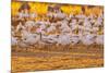 USA, New Mexico, Bernardo Wildlife Management Area. Snow geese feeding at sunset.-Jaynes Gallery-Mounted Photographic Print