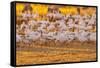 USA, New Mexico, Bernardo Wildlife Management Area. Snow geese feeding at sunset.-Jaynes Gallery-Framed Stretched Canvas