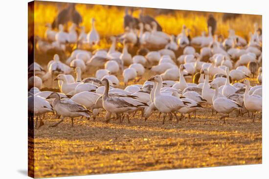 USA, New Mexico, Bernardo Wildlife Management Area. Snow geese feeding at sunset.-Jaynes Gallery-Stretched Canvas