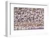 USA, New Mexico, Bosque del Apache. Blur of snow geese blastoff.-Jaynes Gallery-Framed Photographic Print