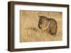 USA, New Mexico, Bosque del Apache. Javelina close-up in grass.-Jaynes Gallery-Framed Photographic Print