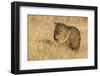 USA, New Mexico, Bosque del Apache. Javelina close-up in grass.-Jaynes Gallery-Framed Photographic Print