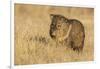 USA, New Mexico, Bosque del Apache. Javelina close-up in grass.-Jaynes Gallery-Framed Photographic Print