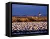 USA, New Mexico, Bosque del Apache, Lesser Snow Geese-Terry Eggers-Framed Stretched Canvas