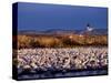 USA, New Mexico, Bosque del Apache, Lesser Snow Geese-Terry Eggers-Stretched Canvas