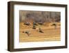 USA, New Mexico, Bosque del Apache National Wildlife Refuge. Mallard and pintail ducks in flight.-Jaynes Gallery-Framed Photographic Print