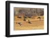 USA, New Mexico, Bosque del Apache National Wildlife Refuge. Mallard and pintail ducks in flight.-Jaynes Gallery-Framed Photographic Print