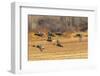 USA, New Mexico, Bosque del Apache National Wildlife Refuge. Mallard and pintail ducks in flight.-Jaynes Gallery-Framed Photographic Print