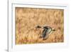 USA, New Mexico, Bosque del Apache National Wildlife Refuge. Pintail duck drake in flight.-Jaynes Gallery-Framed Photographic Print