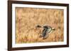 USA, New Mexico, Bosque del Apache National Wildlife Refuge. Pintail duck drake in flight.-Jaynes Gallery-Framed Photographic Print