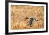 USA, New Mexico, Bosque del Apache National Wildlife Refuge. Pintail duck drake in flight.-Jaynes Gallery-Framed Photographic Print