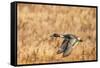 USA, New Mexico, Bosque del Apache National Wildlife Refuge. Pintail duck drake in flight.-Jaynes Gallery-Framed Stretched Canvas