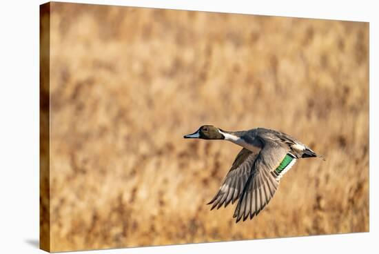 USA, New Mexico, Bosque del Apache National Wildlife Refuge. Pintail duck drake in flight.-Jaynes Gallery-Stretched Canvas