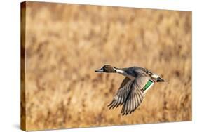 USA, New Mexico, Bosque del Apache National Wildlife Refuge. Pintail duck drake in flight.-Jaynes Gallery-Stretched Canvas