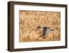 USA, New Mexico, Bosque del Apache National Wildlife Refuge. Pintail duck drake in flight.-Jaynes Gallery-Framed Photographic Print