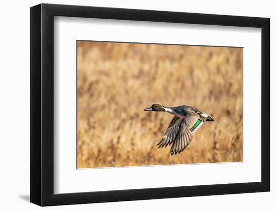 USA, New Mexico, Bosque del Apache National Wildlife Refuge. Pintail duck drake in flight.-Jaynes Gallery-Framed Photographic Print