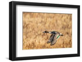 USA, New Mexico, Bosque del Apache National Wildlife Refuge. Pintail duck drake in flight.-Jaynes Gallery-Framed Photographic Print