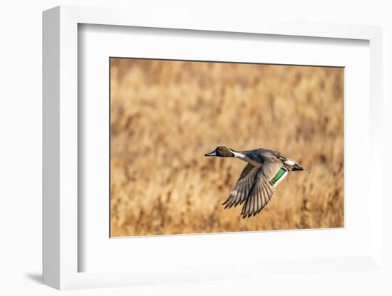 USA, New Mexico, Bosque del Apache National Wildlife Refuge. Pintail duck drake in flight.-Jaynes Gallery-Framed Photographic Print