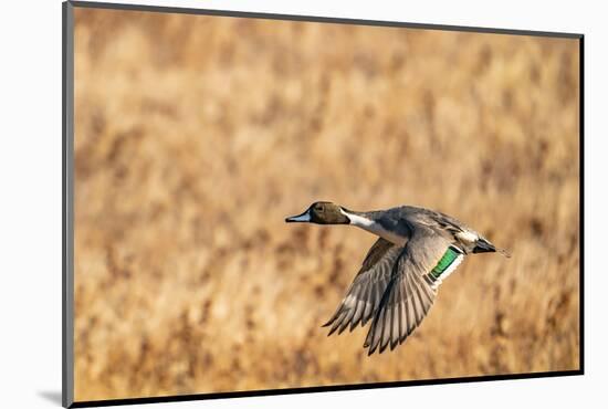 USA, New Mexico, Bosque del Apache National Wildlife Refuge. Pintail duck drake in flight.-Jaynes Gallery-Mounted Photographic Print