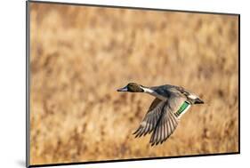 USA, New Mexico, Bosque del Apache National Wildlife Refuge. Pintail duck drake in flight.-Jaynes Gallery-Mounted Photographic Print