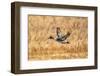 USA, New Mexico, Bosque del Apache National Wildlife Refuge. Pintail duck drake in flight.-Jaynes Gallery-Framed Photographic Print