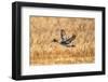 USA, New Mexico, Bosque del Apache National Wildlife Refuge. Pintail duck drake in flight.-Jaynes Gallery-Framed Photographic Print