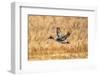 USA, New Mexico, Bosque del Apache National Wildlife Refuge. Pintail duck drake in flight.-Jaynes Gallery-Framed Photographic Print