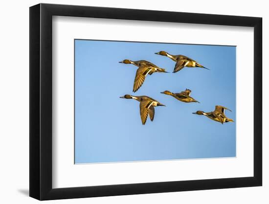 USA, New Mexico, Bosque del Apache National Wildlife Refuge. Pintail duck males and female-Jaynes Gallery-Framed Photographic Print