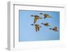 USA, New Mexico, Bosque del Apache National Wildlife Refuge. Pintail duck males and female-Jaynes Gallery-Framed Photographic Print
