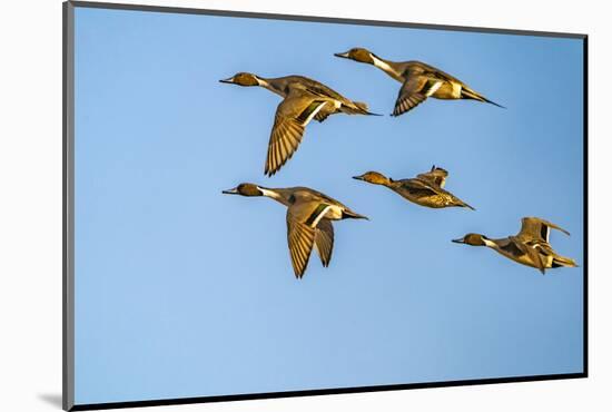 USA, New Mexico, Bosque del Apache National Wildlife Refuge. Pintail duck males and female-Jaynes Gallery-Mounted Photographic Print