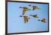 USA, New Mexico, Bosque del Apache National Wildlife Refuge. Pintail duck males and female-Jaynes Gallery-Framed Photographic Print