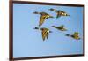 USA, New Mexico, Bosque del Apache National Wildlife Refuge. Pintail duck males and female-Jaynes Gallery-Framed Photographic Print