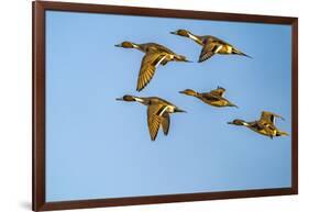 USA, New Mexico, Bosque del Apache National Wildlife Refuge. Pintail duck males and female-Jaynes Gallery-Framed Photographic Print