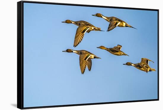 USA, New Mexico, Bosque del Apache National Wildlife Refuge. Pintail duck males and female-Jaynes Gallery-Framed Stretched Canvas